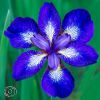 Iris Sibirica See Stars